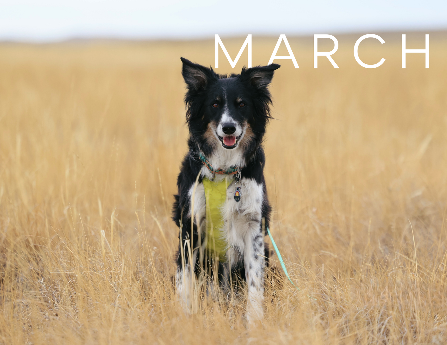 2026 K9 Conservationists Calendar — PRE-ORDER