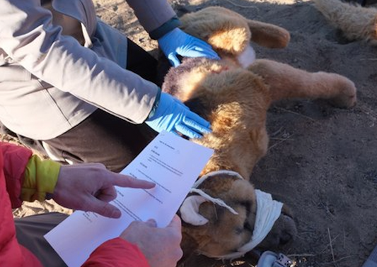 Audit Spot – K9 Wilderness First Aid (2-Day Course)